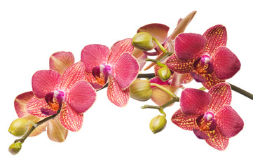 Beautiful bouquet of red orchid flowers. Bunch of luxury tropical red-yellow orchids - phalaenopsis - isolated on white background. Studio shot