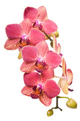 Plakat Beautiful bouquet of red orchid flowers. Bunch of luxury tropical red-yellow orchids - phalaenopsis - isolated on white background. Studio shot