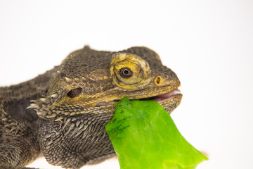 Lizards Bearded agama or Pogona vitticeps eats lettuce isolated at white background in studio. Close up