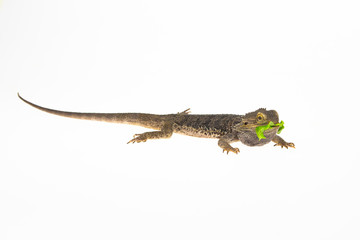 Fototapeta premium Lizards Bearded agama or Pogona vitticeps eats lettuce isolated at white background in studio. Close up