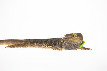 Naklejka premium Lizards Bearded agama or Pogona vitticeps eats lettuce isolated at white background in studio. Close up