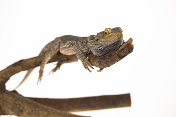 Lizards Bearded agama or Pogona vitticeps on wooden snag at white background in studio. Close up