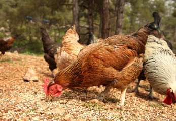 Free range hens and roosters
