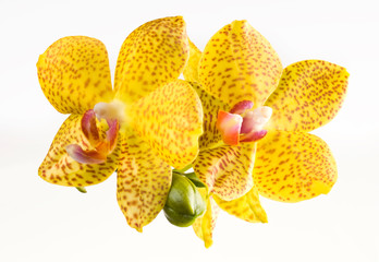 Beautiful bouquet of yellow orchid flowers. Bunch of luxury tropical yellow orchids - phalaenopsis - with red dots isolated on white background. Studio shot - obrazy, fototapety, plakaty