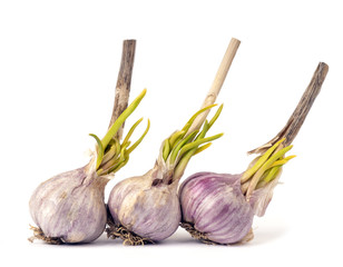 Three heads of garlic with sprouted green sprouts isolated on a white background