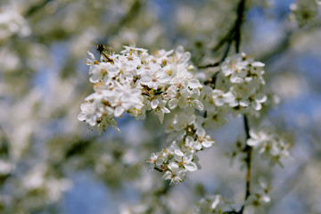 Closeup of a cherry-plum blossoming in spring