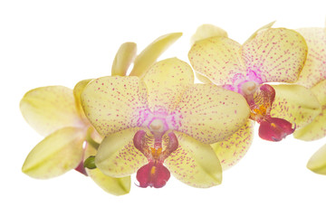 Obraz na płótnie Canvas Beautiful bouquet of yellow orchid flowers. Bunch of luxury tropical yellow orchids - phalaenopsis - with pink dots isolated on white background. Studio shot