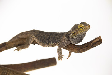 Lizards Bearded agama or Pogona vitticeps on wooden snag at white background in studio. Close up
