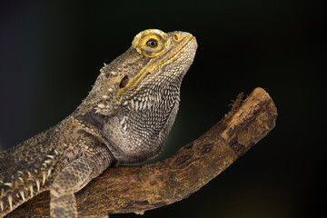 Lizards Bearded agama or Pogona vitticeps on wooden snag at black background in studio. Close up