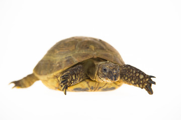 Turtle isolated on a white background at studio. Close up