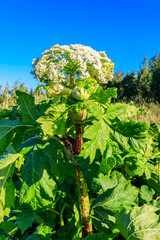 Sosnowsky's hogweed (Heracleum sosnowskyi) is a dangerous herbaceous flowering plant. All parts of...
