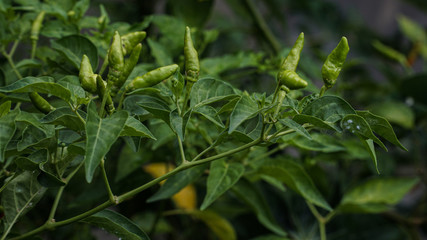 Fototapeta na wymiar close up of chili or red pepper