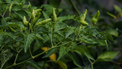 close up of  chili or red pepper