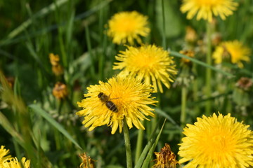 Löwenzahn auf einer Wiese