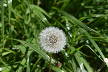 Löwenzahn auf einer Wiese