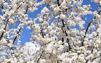 lush blooming flowers on trees, spring flowering gardens against a blue cloudless sky, bright spring