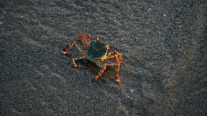 crab on the beach
