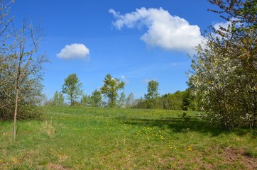 Fototapeta premium Frühlingslandschaft mit blühenden Bäumen und Löwenzahnwiese