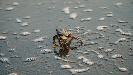 crab on the beach