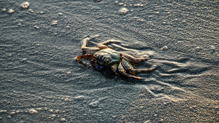 crab on the beach