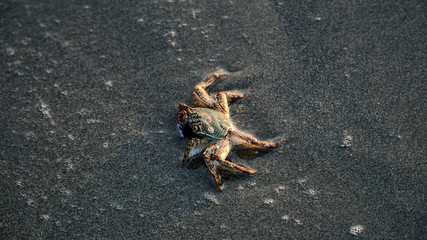 crab on the beach