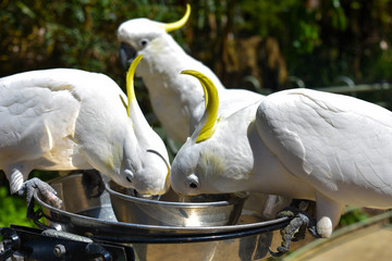sulfur crested cockatoos © thejan