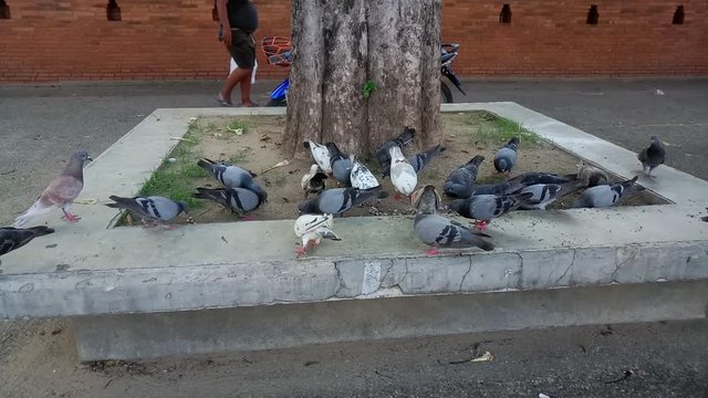 Many birds are eating street food at thapae gate in Chiang mai ,Thailand