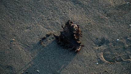 shell on the beach