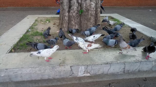 Many birds are eating street food at thapae gate in Chiang mai ,Thailand