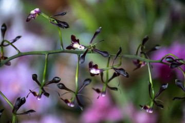 Colorful orchids in natural background