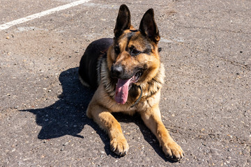 German shepherd lies on the pavement