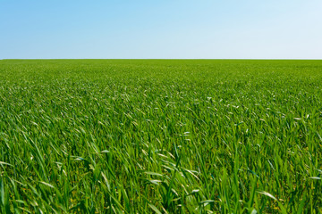 green field with blue sky in spring.