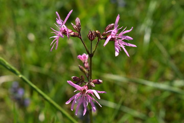 Makroaufnahme einer Pflanze