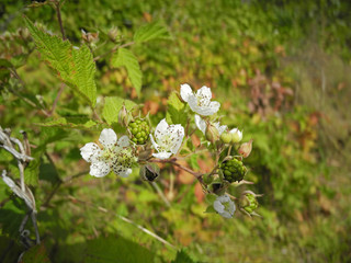 Blooming wild blackberry. Flowers and green berries on spiny branches.                               