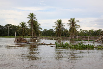 Trees in a flooded area in the Amazon rainforest in Brazil 