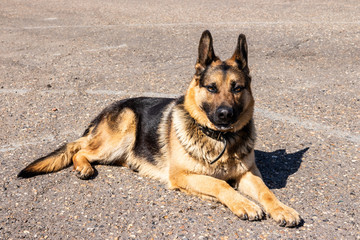 German shepherd lies on the pavement