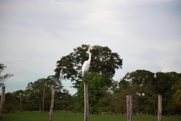 Fototapeta na wymiar Egret standing on trunk at sunset in Amazon Jungle river Brazil 