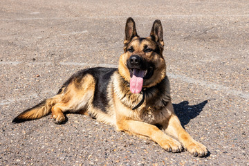 German shepherd lies on the pavement