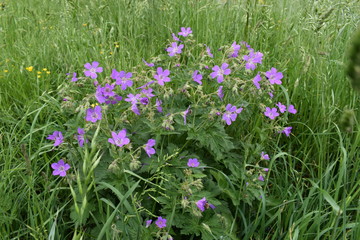 Obraz premium Makroaufnahme einer Pflanze