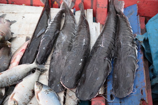 Close up of Amazon fresh Surubim catfish selling on boat in Amazon jungle river, Brazil