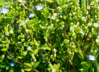 Spring green garden with colorful  flowers and grass.