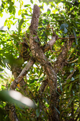 Orchid roots in a tree.