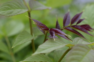 Makroaufnahme einer Pflanze