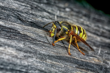 Wasp in nature.