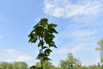 Makroaufnahme einer Pflanze