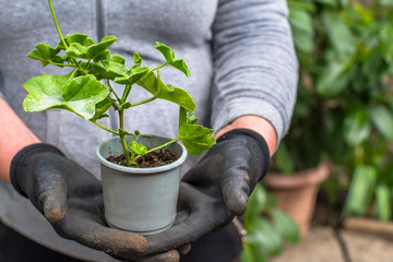 transplanting pelargonium into a pot. homemade flowers. plant care.