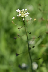 Makroaufnahme einer Pflanze