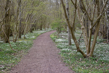 Beautiful footpath surrounded with spring flowers