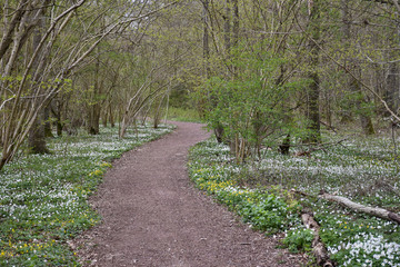 Winding footpath by spring season