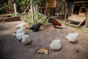 Bantam chickens in a urban farm